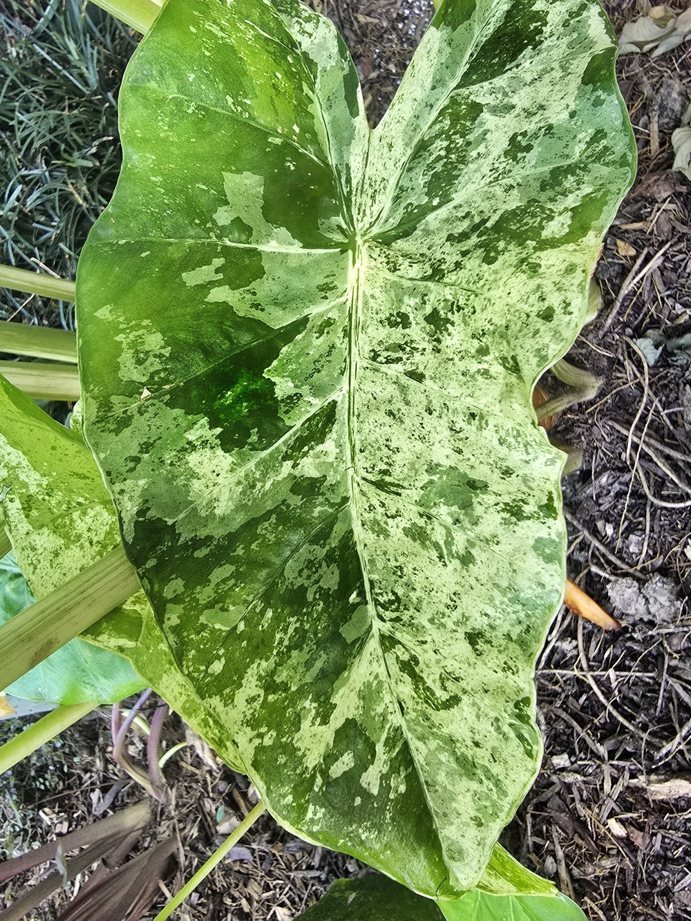 Variegated Alocasia Macrorrhizos 'Camouflage'